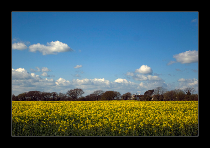 Hay Fever Nightmare
Keywords: field