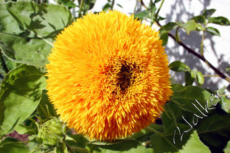 A Sunflower in bloom
A sunflower
