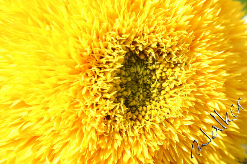 A Sunflower
A Sunflower closeup
