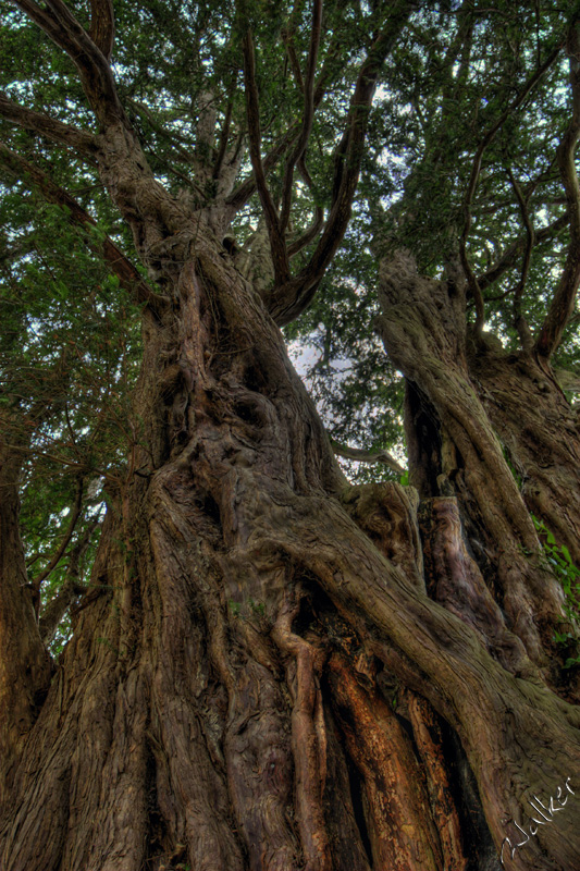 1000 year old 
Apparently, a 1000 year old tree.
Keywords: 1000 year old tree