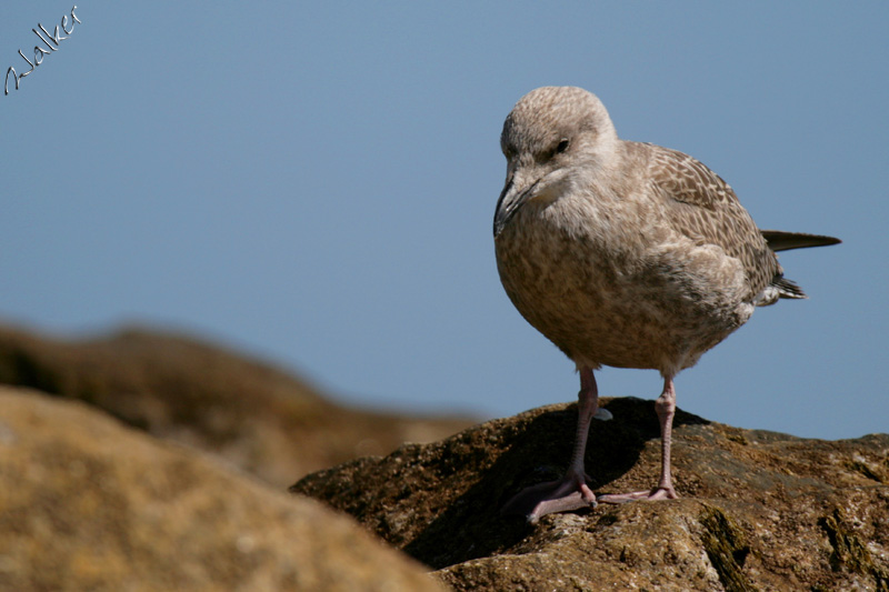 Seagull
A seagull perched on the rocks at Sidmouth
Keywords: Seagull Sidmouth