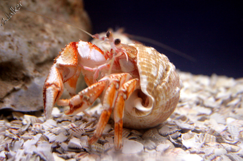 Hermit Crab
A Hermit crab looking for food
Keywords: Hermit Crab