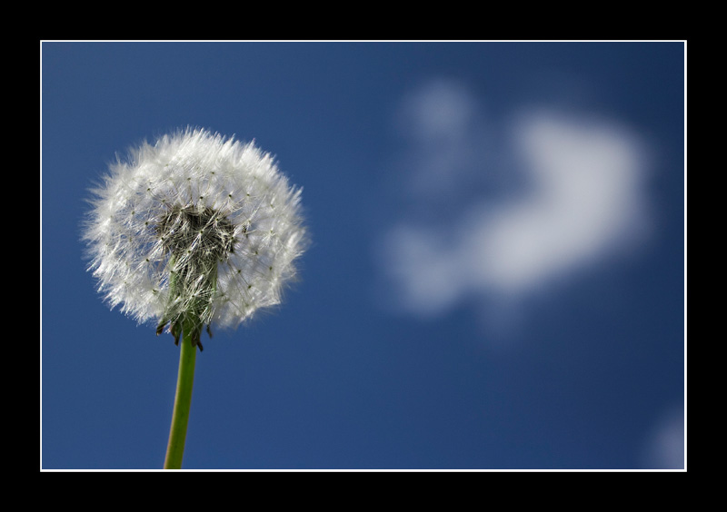 Dandelion
Dandelion
Keywords: Dandelion