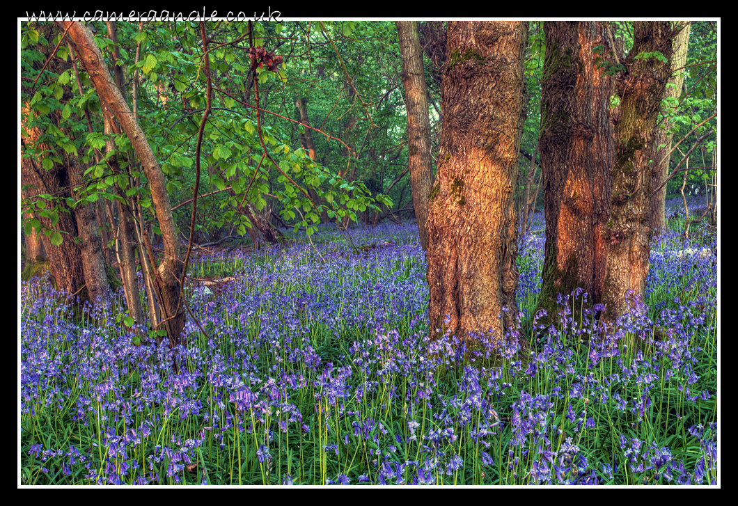 Bluebells
Bluebells
Keywords: Bluebells