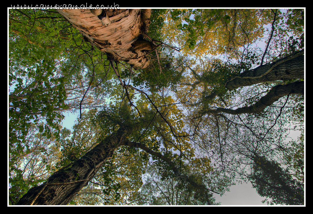 Tree Canopy
Tree Canopy
Keywords: Tree Canopy