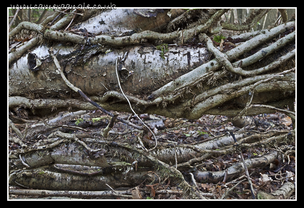 Fallen Tree
Fallen Tree
Keywords: Fallen Tree