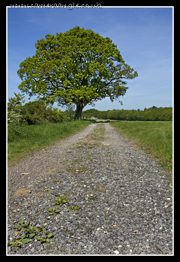 Summer Tree
Keywords: Summer Tree