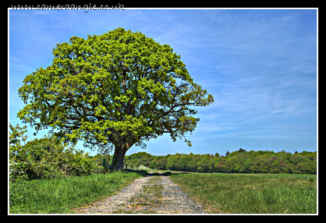 Summer Tree
Summer Tree
Keywords: Summer Tree