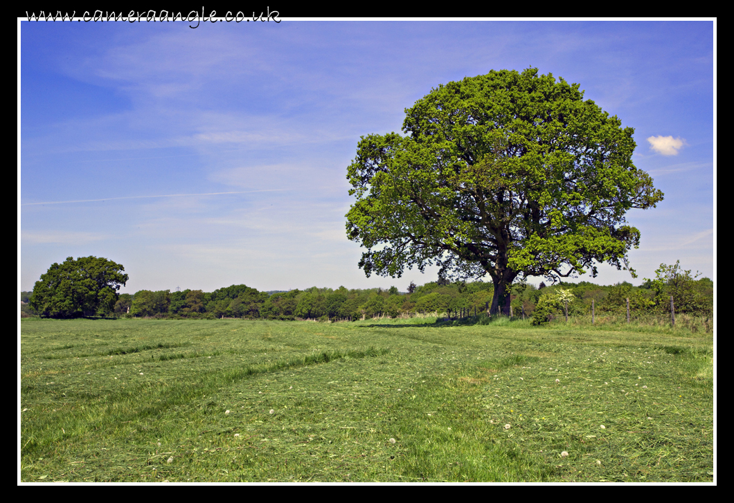 My Favorite Tree
Keywords: Tree