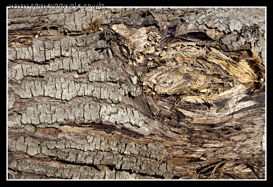Tree Bark
Tree Bark
Keywords: Tree Bark