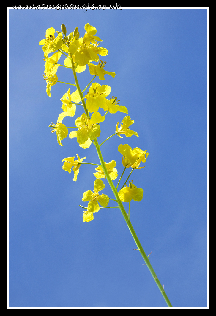 Rapeseed
Break out the Claritin
Keywords: Rapeseed Claritin