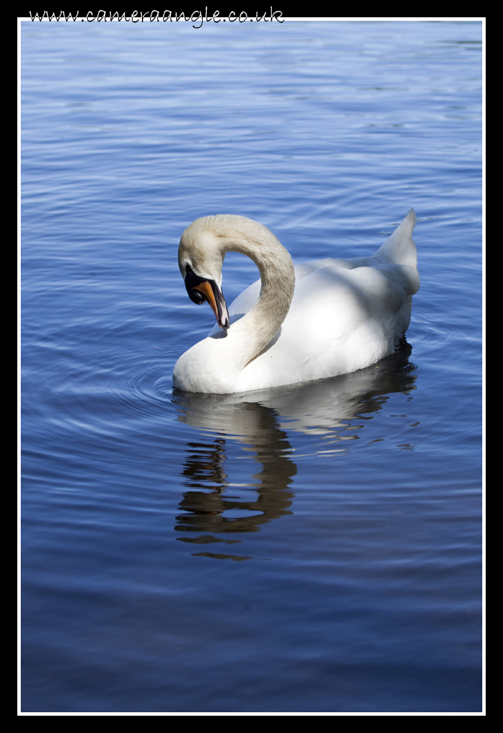 Swan
Yeah, even I know it's a Swan
Keywords: Swan Petersfield Lake