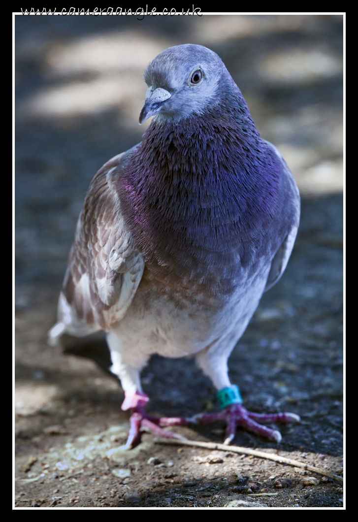 Pidgeon
and its got your number :)
Keywords: Pidgeon Petersfield Lake