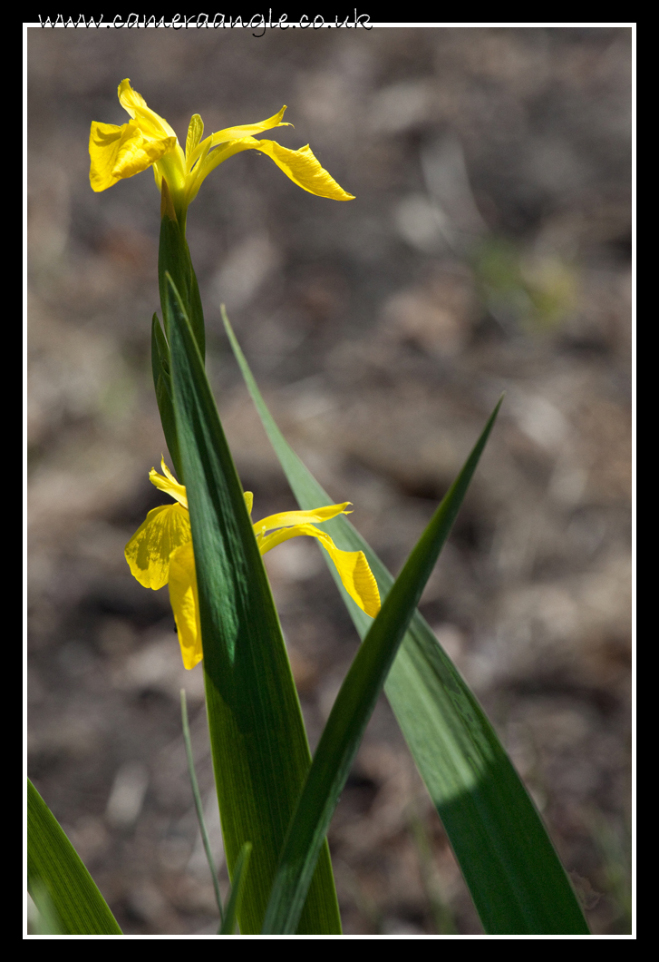 I must learn some flower names
Yellow Flower
Keywords: Yellow Flower