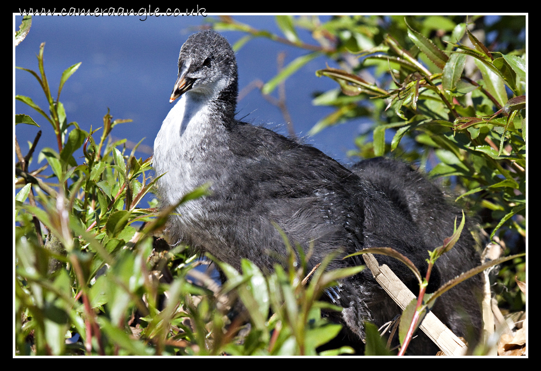 Nesting Birds
A young bird in the nest
Keywords: Nesting Bird