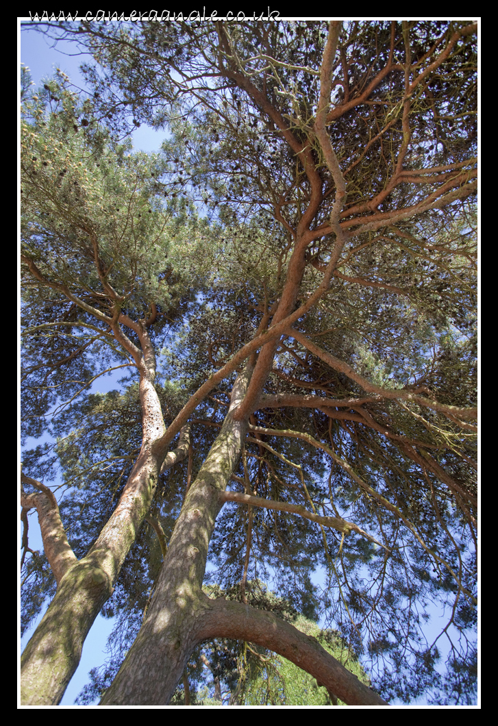 Tree Canopy
Keywords: Tree Canopy
