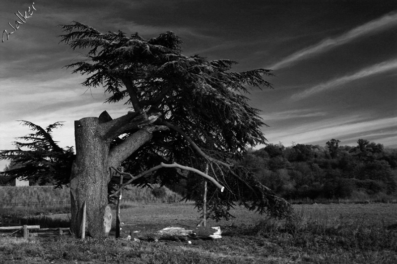 Tree
A badly pruned tree
Keywords: Tree