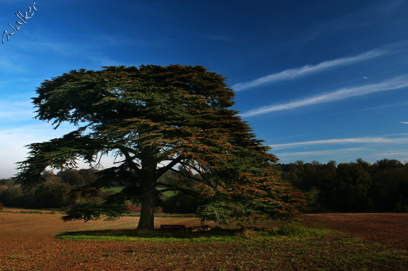 Tree
A tree in the middle of a field in Winchester
Keywords: Tree