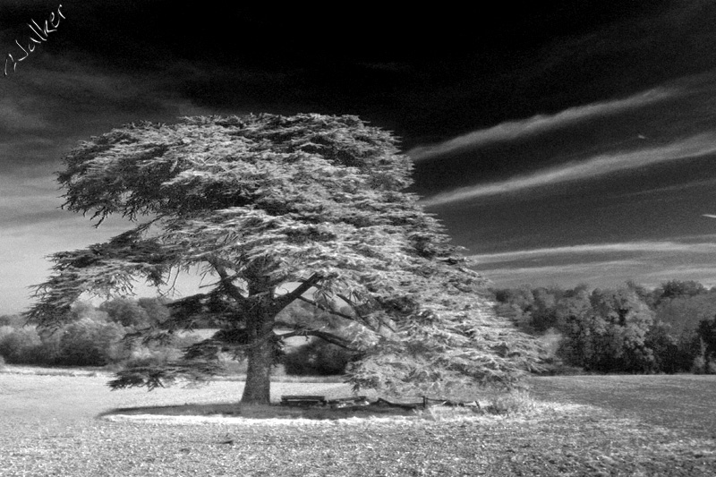 Infra Red Tree
A standard photo that has been edited in PhotoShop to look like an InfraRed photo.
Keywords: Tree Infra Red