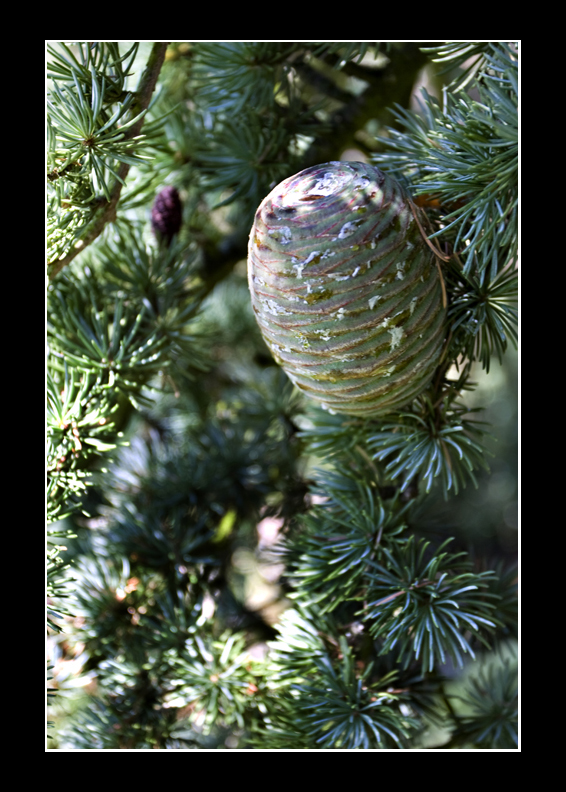 Pine cone
This could almost be a Christmas card :)
Keywords: Pine Cone