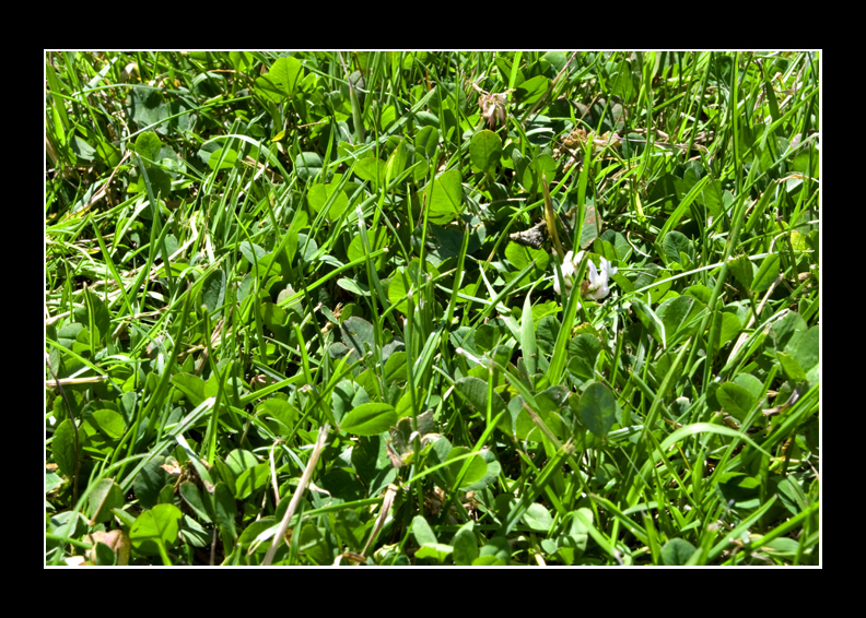 Grass
and weed, the non hallucinogenic variety.
Keywords: grass