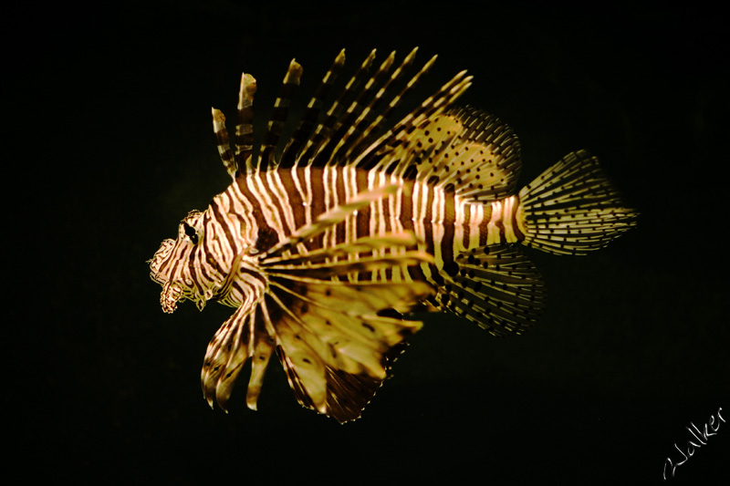 Lion Fish
A Lion Fish swims in its tiny tank in Sumerset
Keywords: Lion Fish