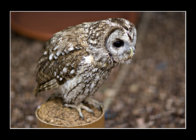 Tawny Owl
Tawny Owl
Keywords: Tawny Owl