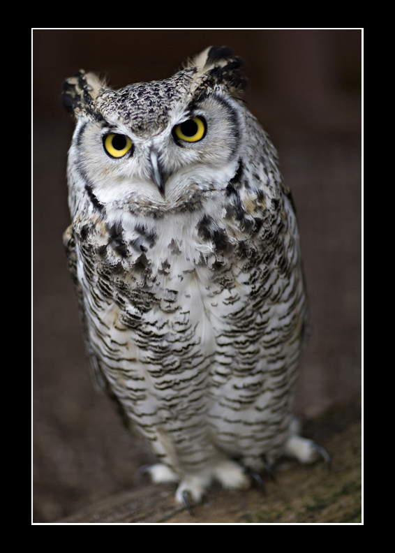 Snowy Owl
Snowy Owl
Keywords: Snowy Owl