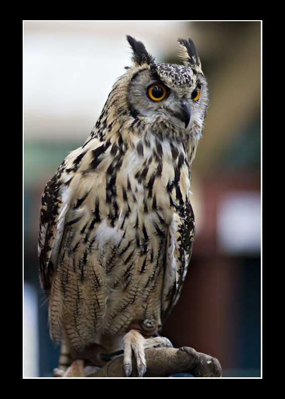 Bengalese Eagle Owl
Bengalese Eagle Owl
Keywords: Bengalese Eagle Owl