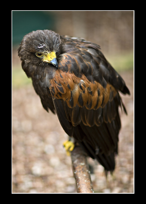 Harris Hawk
Harris Hawk
Keywords: Harris Hawk