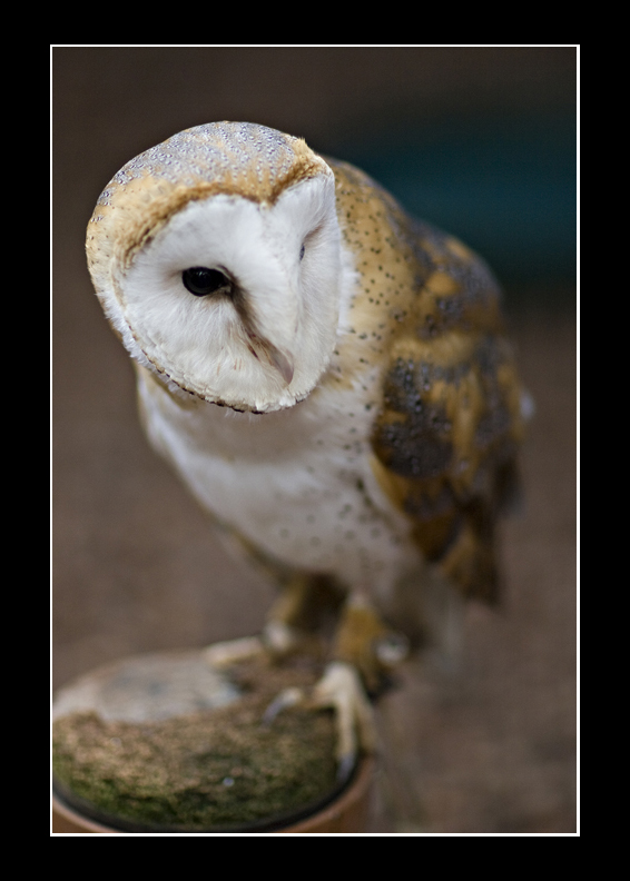 Barn Owl
Barn Owl
Keywords: Barn Owl