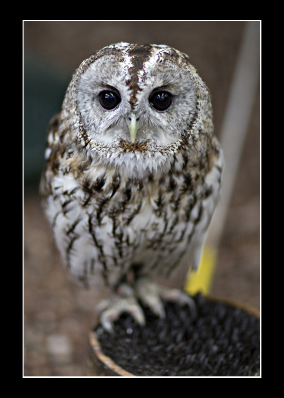 Tawny Owl
Tawny Owl
Keywords: Tawny Owl