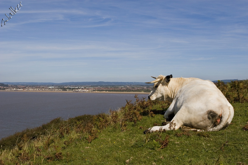 Cow on the edge
Don't do it! A cow lazes on a high top overlooking Weston Super Mare
Keywords: Cow