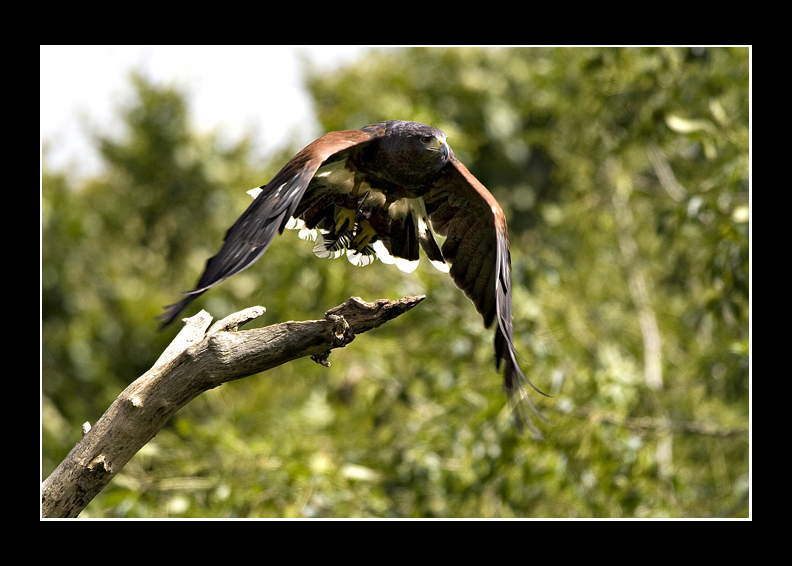 Harris Hawk
Harris Hawk in flight
Keywords: Harris Hawk