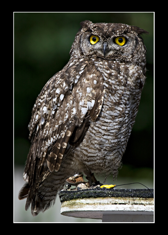 Great Horned Owl
Great Horned Owl
Keywords: Great Horned Owl