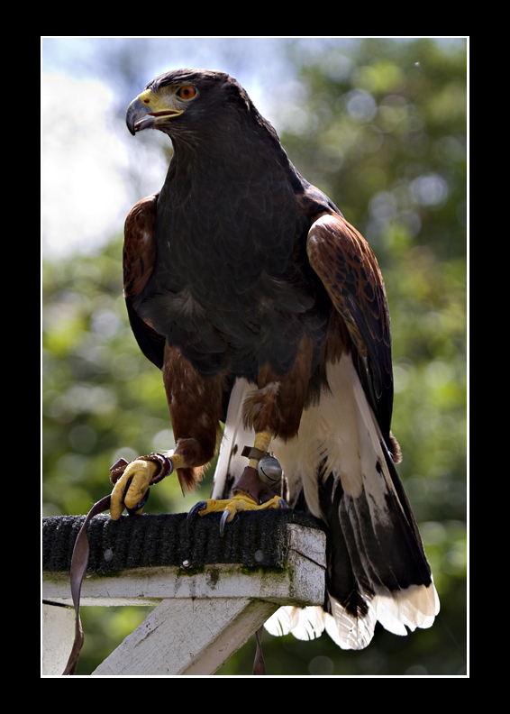 Harris Hawk
Harris Hawk
Keywords: Harris Hawk