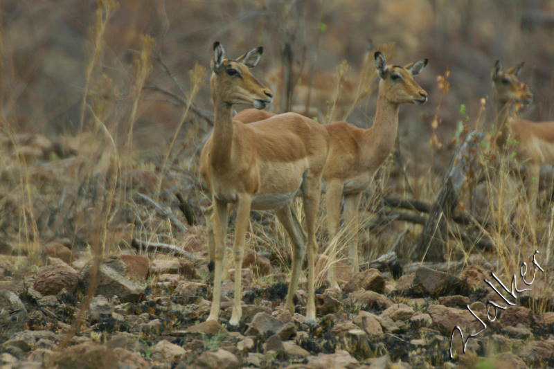 Impala
Impala in Pilanesberg, South Africa
Keywords: Impala Pilanesberg, South Africa