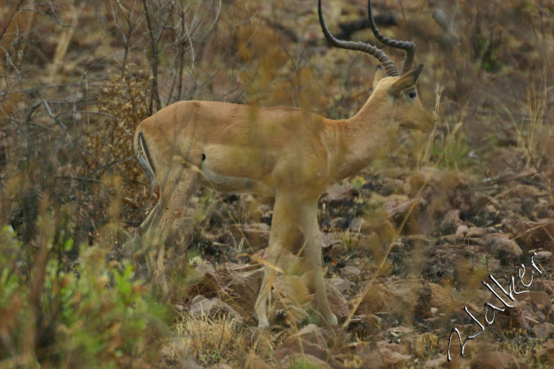 Impala
Impala in Pilanesberg, South Africa
Keywords: Impala Pilanesberg, South Africa