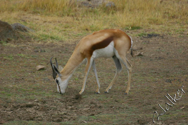 Impala
Impala in Pilanesberg, South Africa
Keywords: Impala Pilanesberg, South Africa