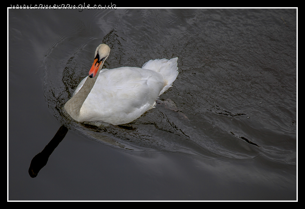 Swan
Swan on the river Wye
