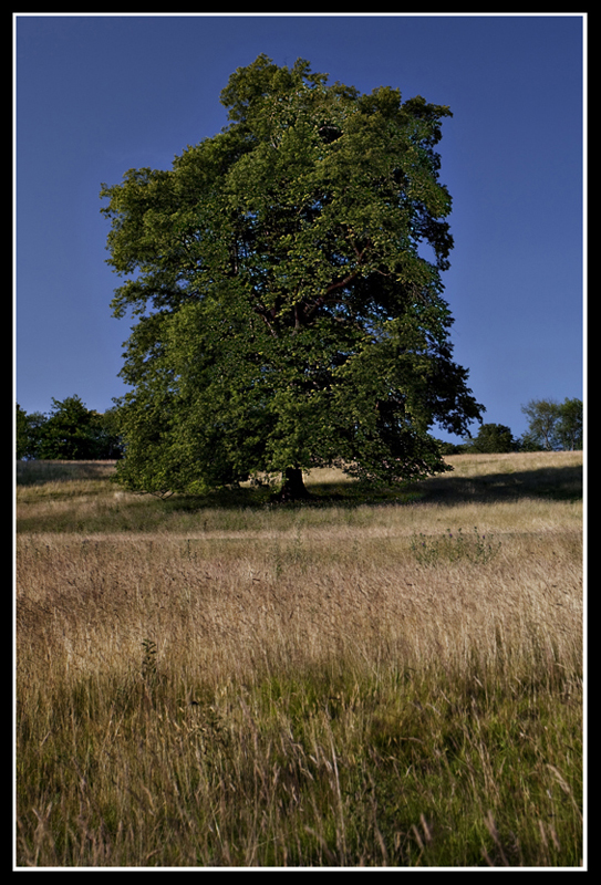 Tree
Tree at Leeds Castle
Keywords: Tree Leeds Castle