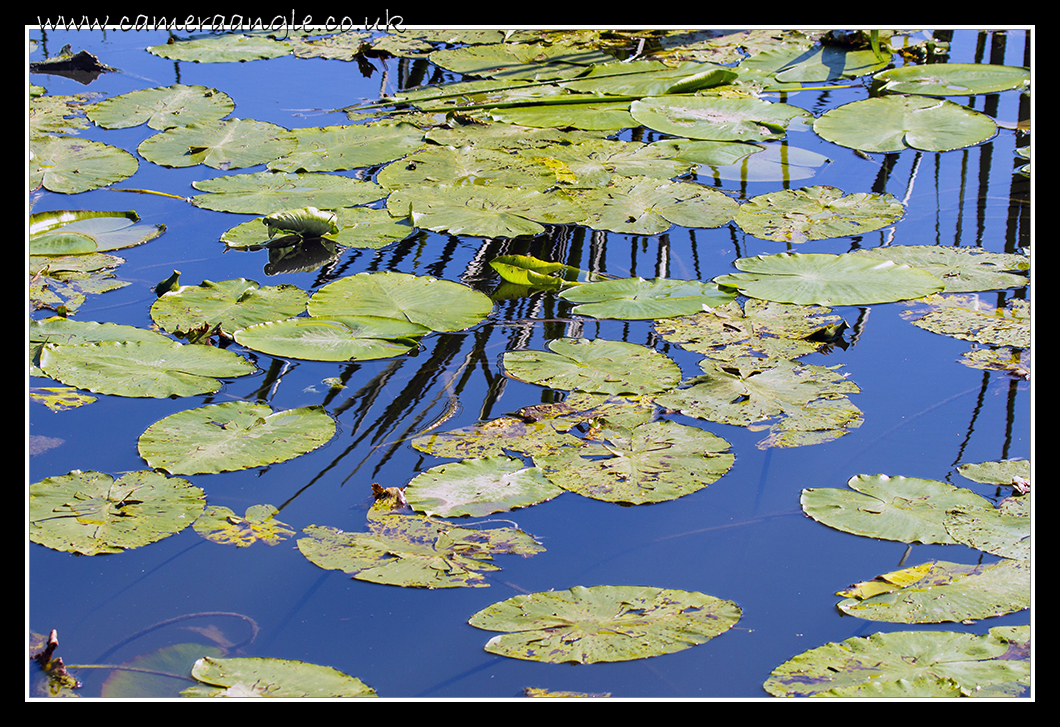 Lilly Pads
Tewkesbury Mill
Keywords: Tewkesbury Mill Lilly Pads