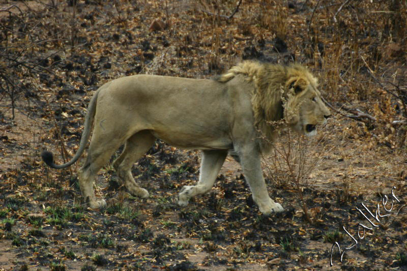 Lion
A Lion in Pilanesberg, South Africa
Keywords: Lion Pilanesberg, South Africa