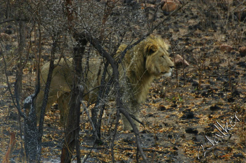Lion
A Lion in Pilanesberg, South Africa
Keywords: Lion Pilanesberg, South Africa