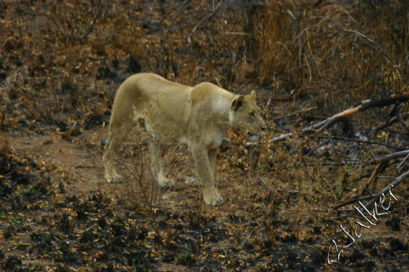 Lioness
A Lioness in Pilanesberg, South Africa
Keywords: Lioness Pilanesberg, South Africa