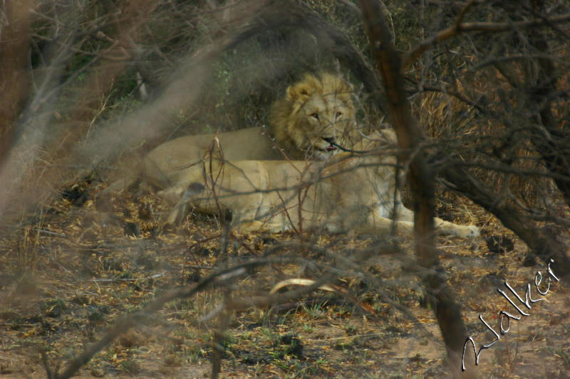 Lions
Lions relax in Pilanesberg, South Africa
Keywords: Lion Pilanesberg, South Africa