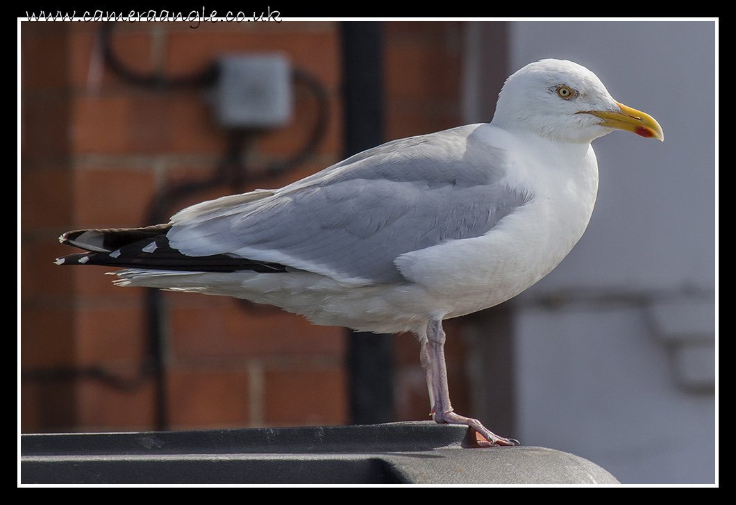 Seagull
Seagull Margate

