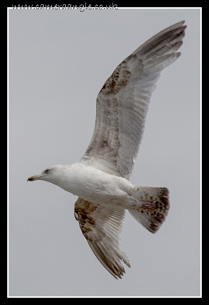 Margate_Seagull_02.jpg