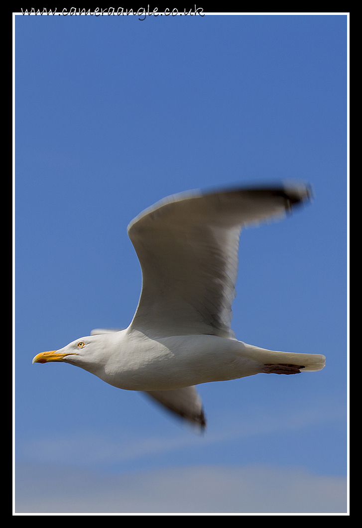 Seagull
Seagull at Margate
