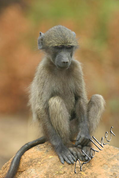 Monkey
A Monkey in Pilanesberg, South Africa
Keywords: Monkey Pilanseberg South Africa